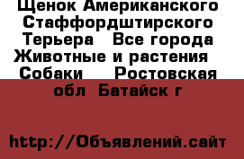 Щенок Американского Стаффордштирского Терьера - Все города Животные и растения » Собаки   . Ростовская обл.,Батайск г.